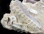Beautiful Tooth Association (Mosasaur Tooth, Fish Jaw, Vertebra) #34270-2
